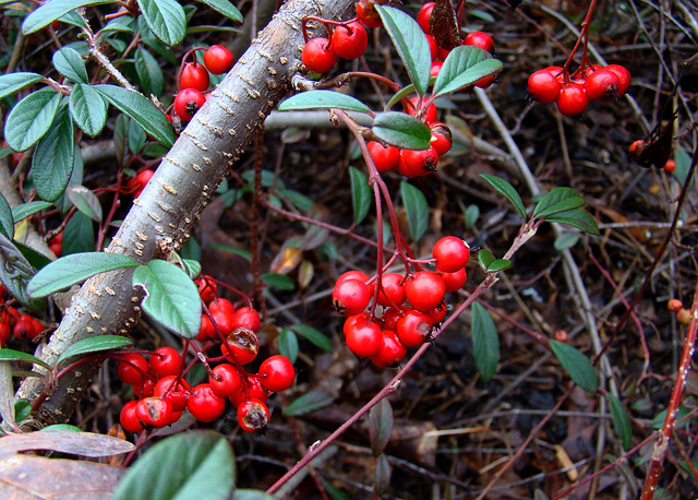 Cotoneaster Berries