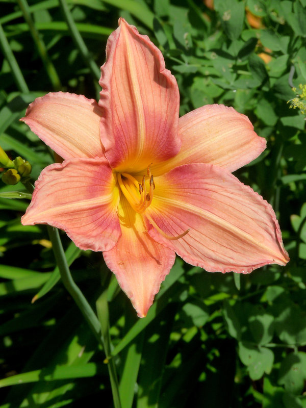 Day Lily