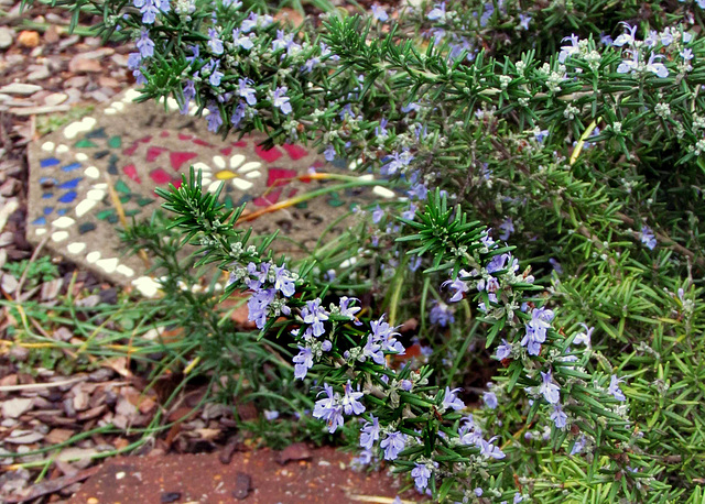 Prostrate Rosemary in Bloom