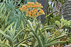 Desert Flower – Phipps Conservatory, Pittsburgh, Pennsylvania