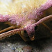 moth