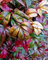 Dwarf Nandina