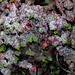 Slushy, Snowy Sedum