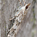 Moth.Crambidea sp,Scoparia ambigulais