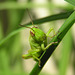 Grasshopper