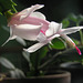 Christmas cactus #2