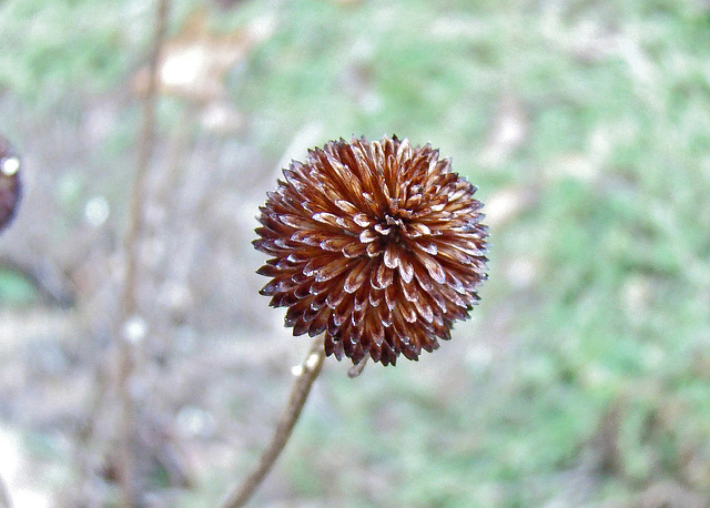 Black Eyed Susan Seed Head