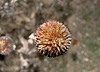 Black Eyed Susan Seed Head