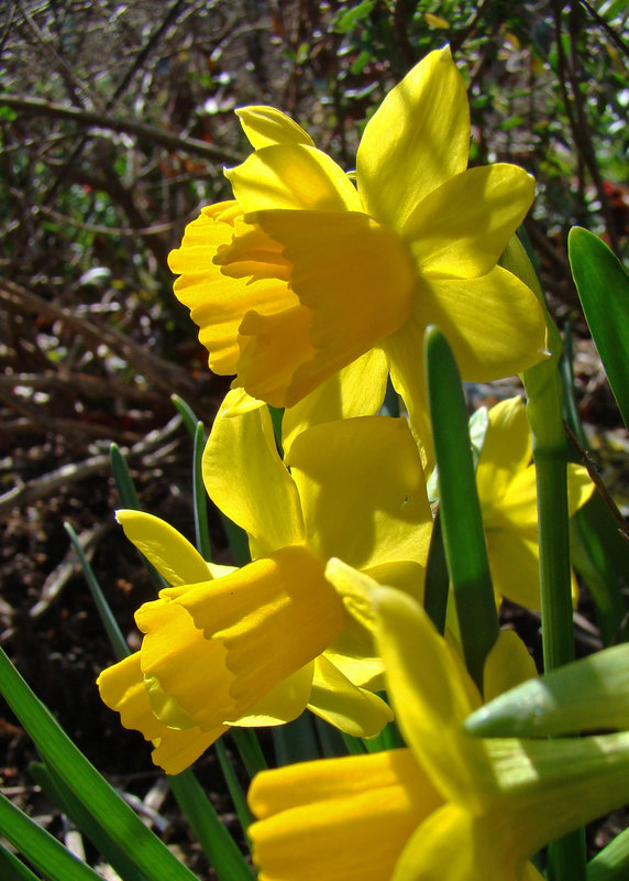 Daffodils