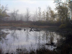 Canadians in Ryefield Marsh