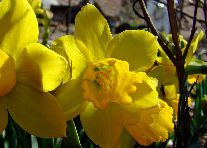 Daffodils