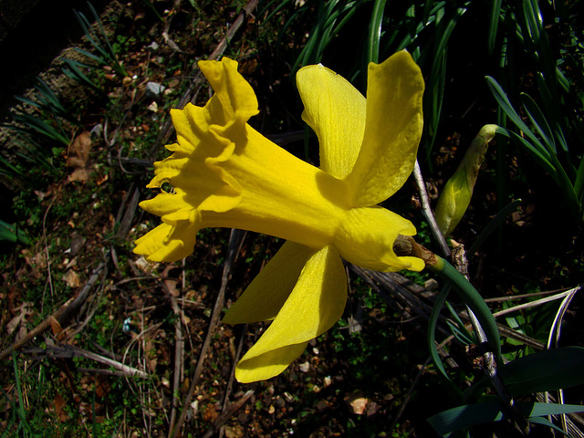 Daffodil