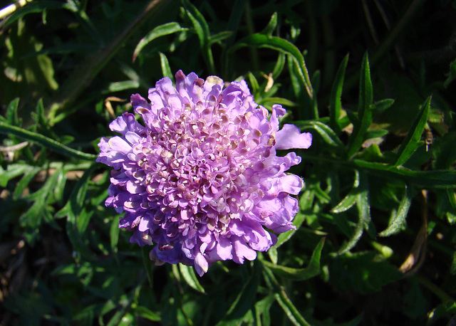 Scabiosa Flower