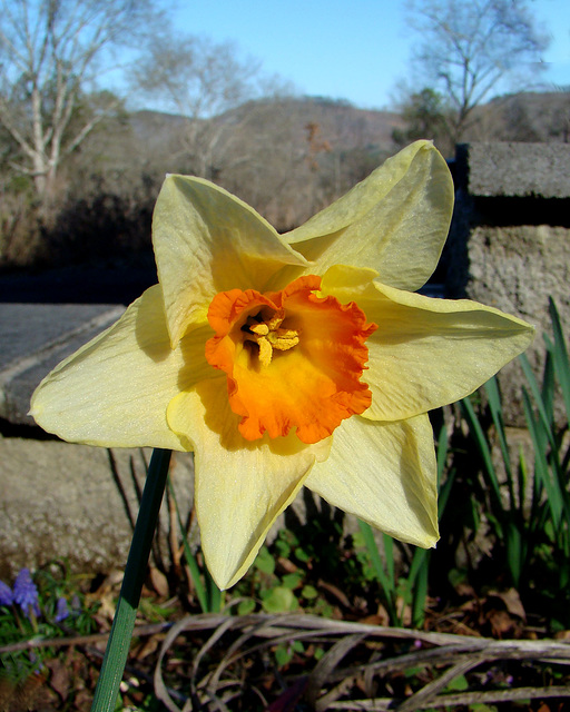 Daffodil