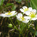 Spring strawberries