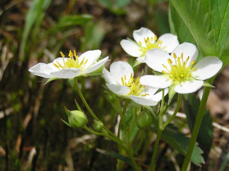 Spring strawberries