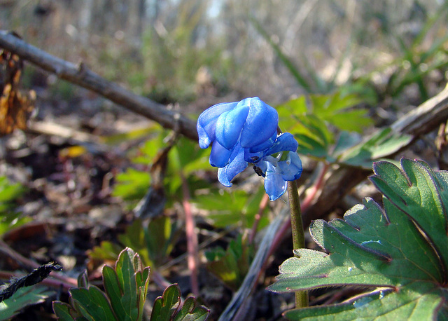 Siberian Squill Flower