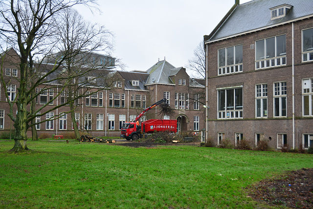 Clearing trees