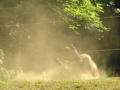 ~dustbath~