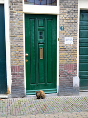 The cat sat for the door
