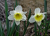 Daffodil - Ice Follies