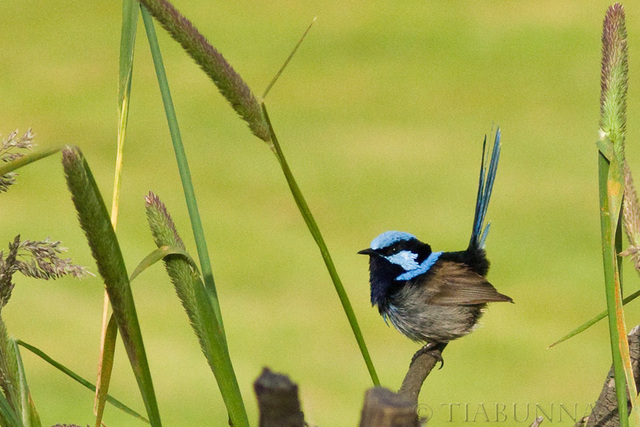 Superb Blue Wren