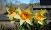 Daffodils