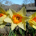 Daffodils