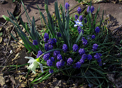 Spring Flowers