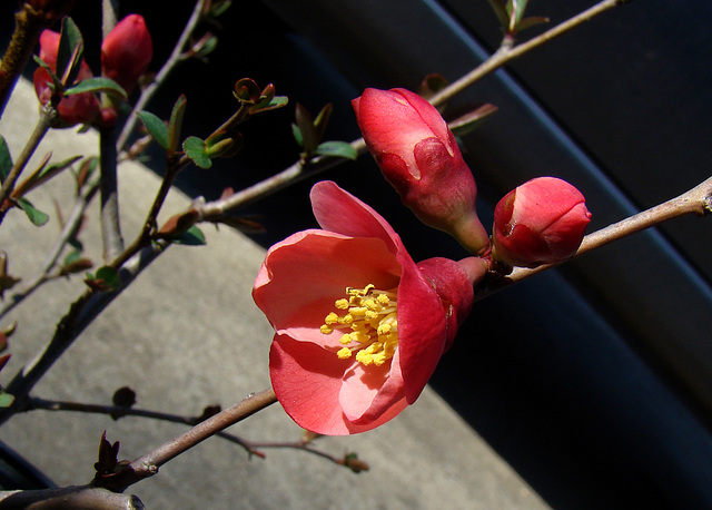 Flowering Quince