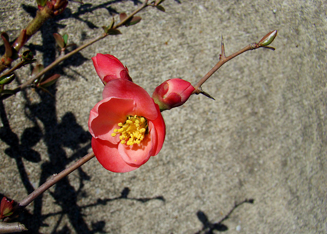 Flowering Quince