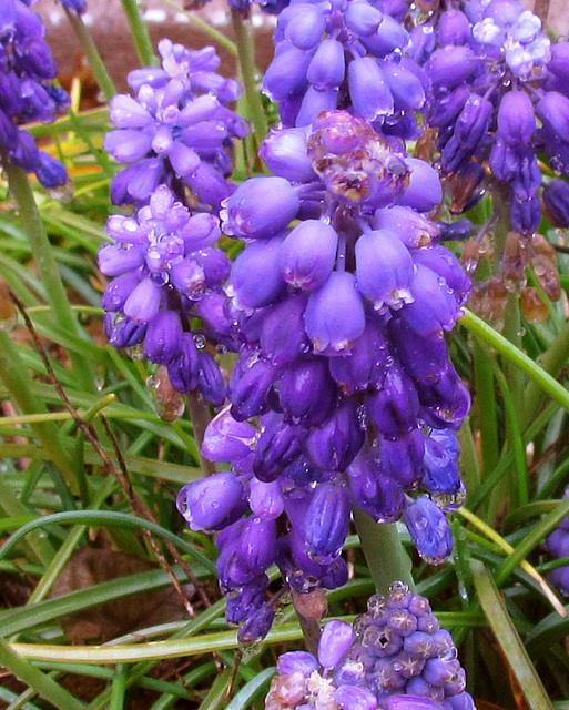 Grape Hyacinth