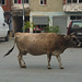 Bajram Curri- Stray Cow