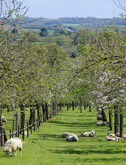 Burrow Hill orchard 8