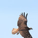 Osprey in flight