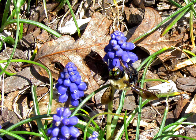 Bumblebee on Grape Hyacinth