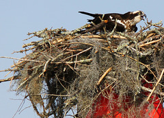 Channel marker nest