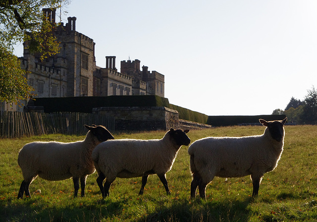 we three sheep