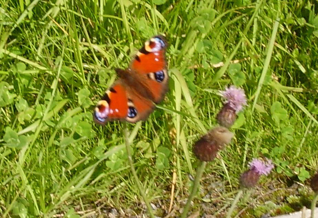 oaw - Peacock butterfly