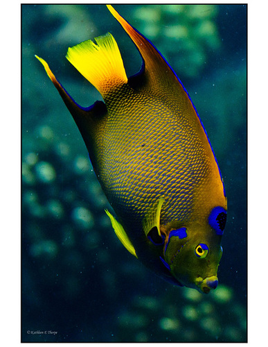 Trigger Fish