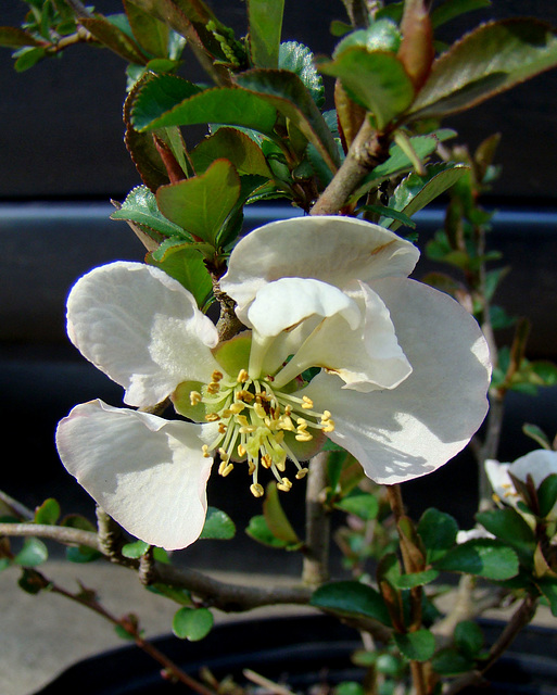 White Flowering Quince