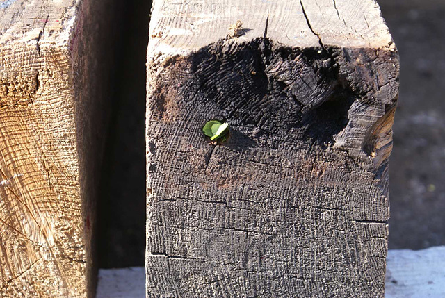 oaw[b&w] - leaf-cutter bee {1 of 3}