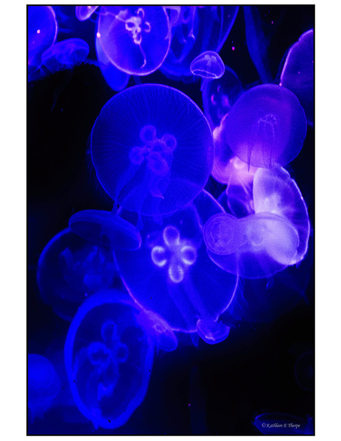 Moon Jellyfish in Blue