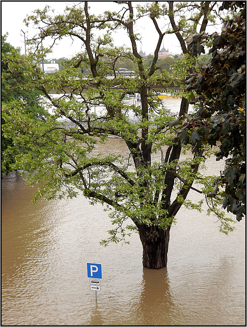 Dresden 04.06.2013 031