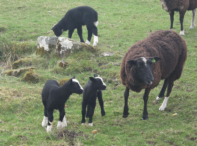 oad - zwartbles