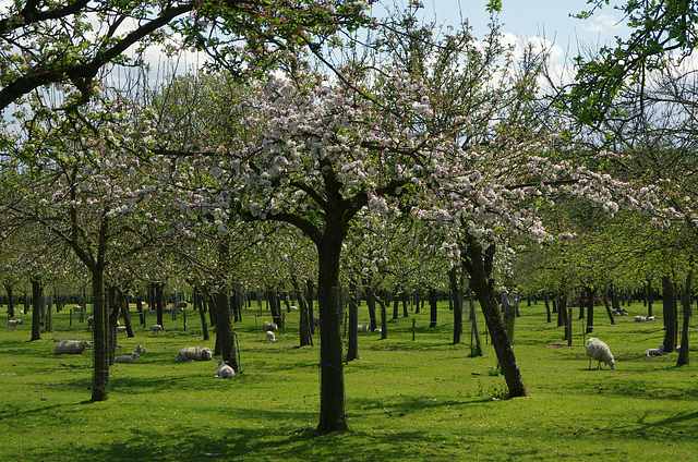 Burrow Hill orchard 7