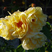 yellow roses