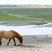 Grazing, Carrot Island