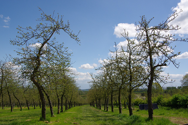 Burrow Hill orchard 6