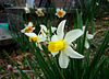 Cylamineus Narcissus